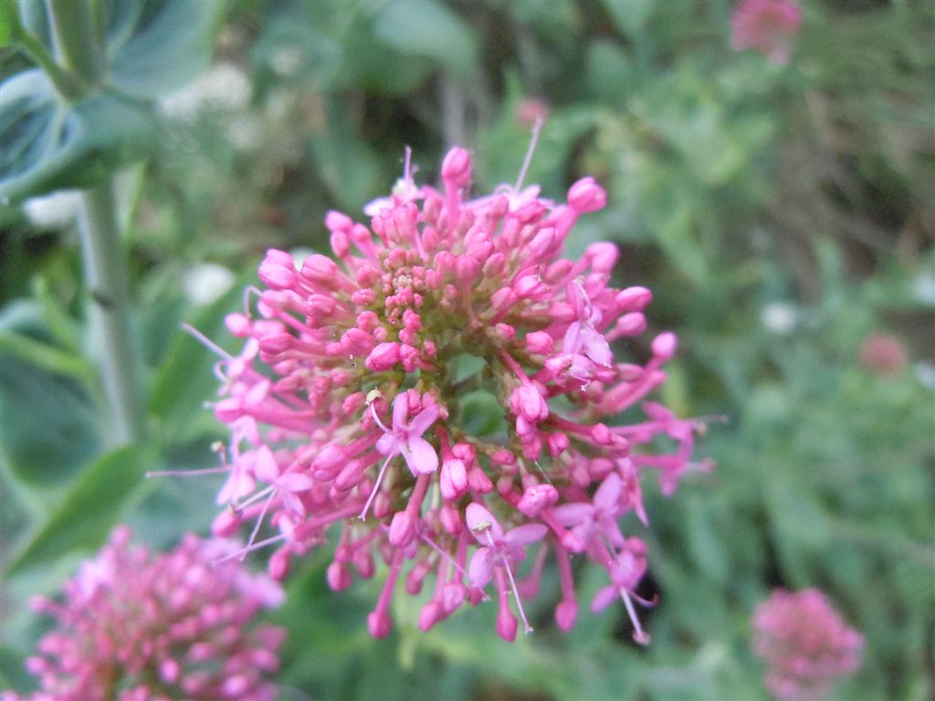 Centranthus ruber